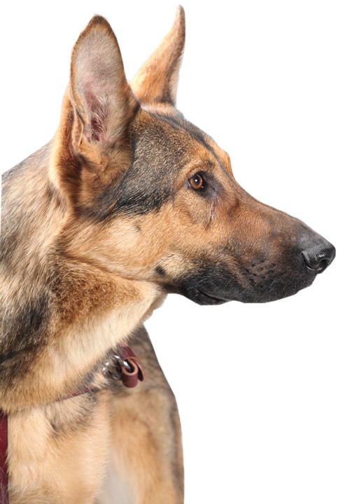 guide dogs german shepherd