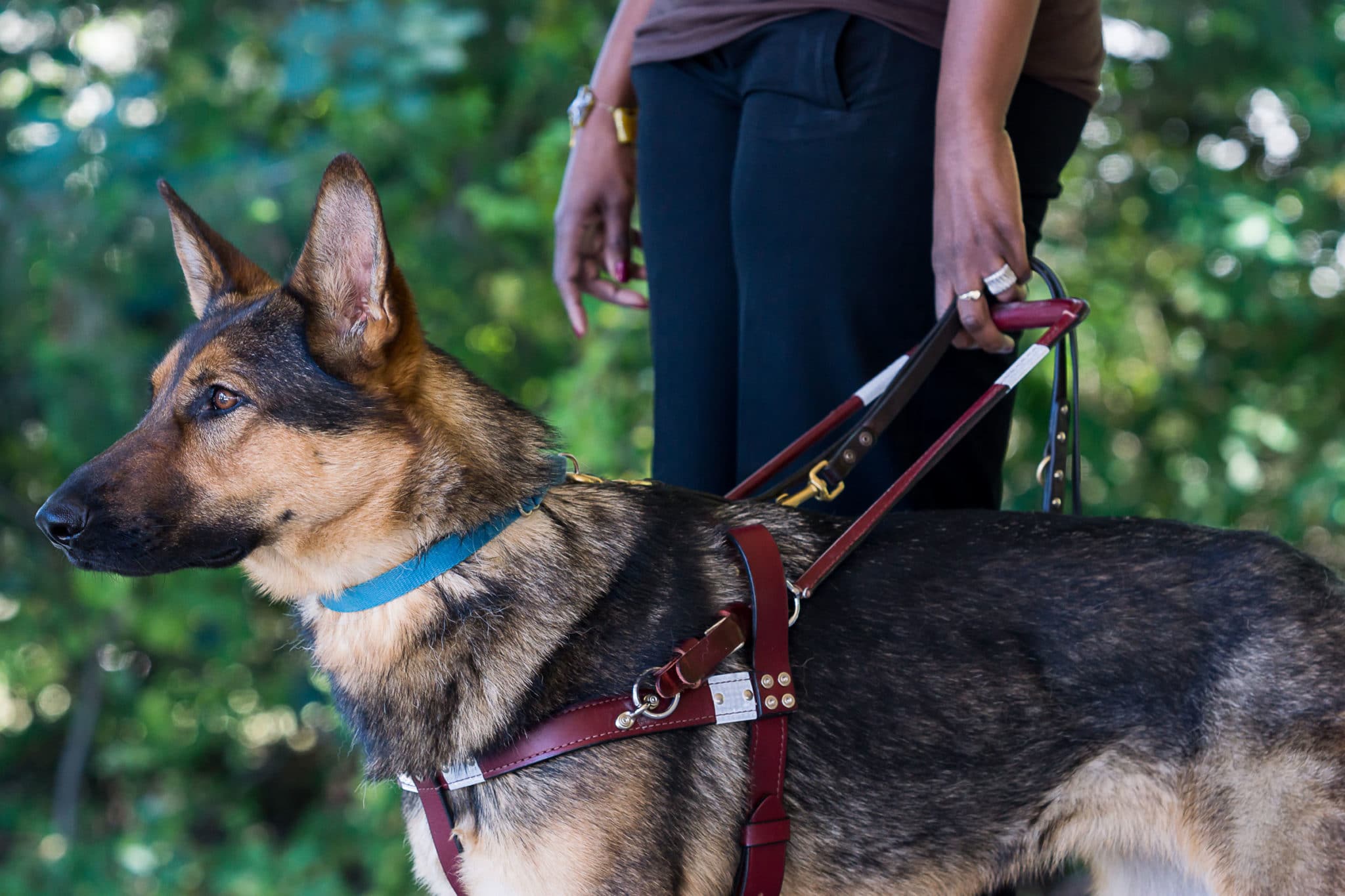 guide dogs german shepherd