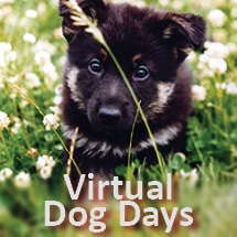 Virtual Dog Days graphic with black and tan pup in grass