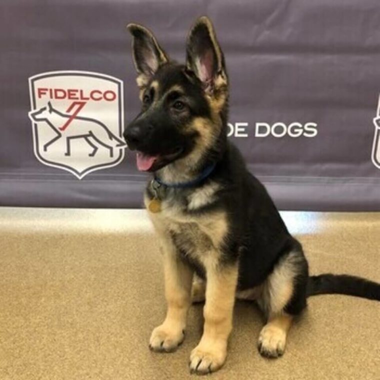 Fidelco guide dog pup "Denise" sitting in front of Fidelco Banner
