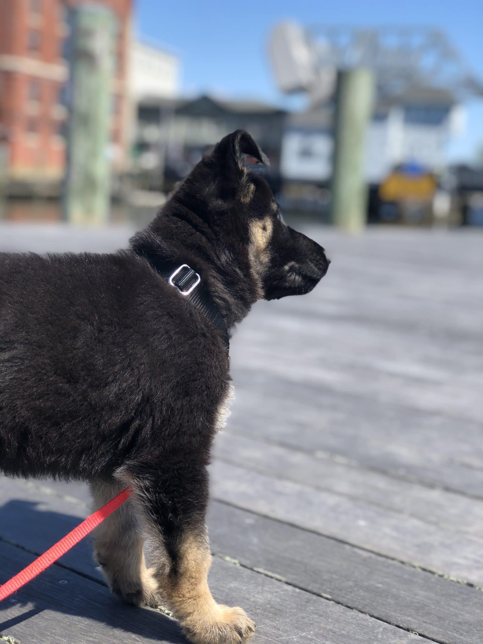 Gypsy on dock profile