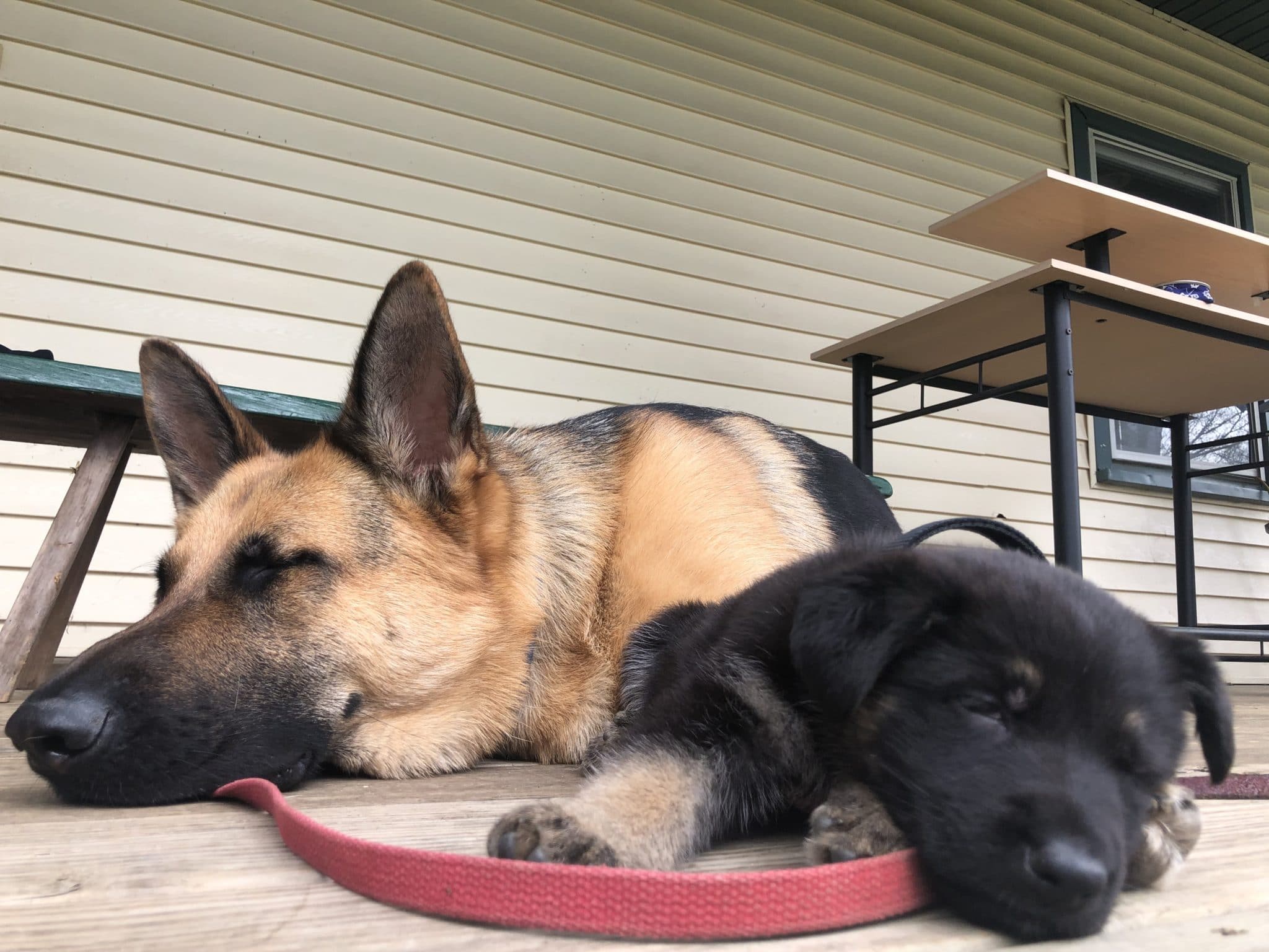 Gypsy and ike sleeping on porch