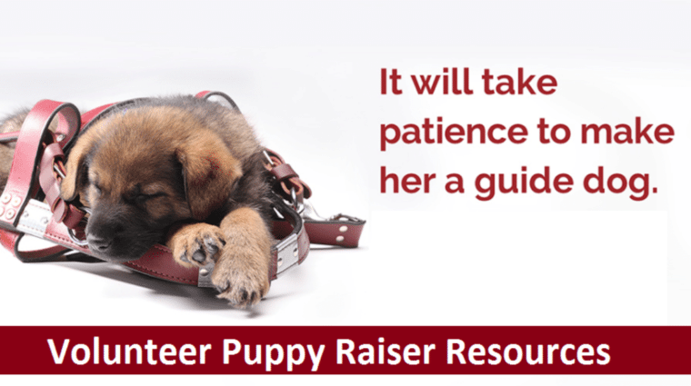 VPR banner pup sleeping in harness with text it will take patience to make her a guide dog