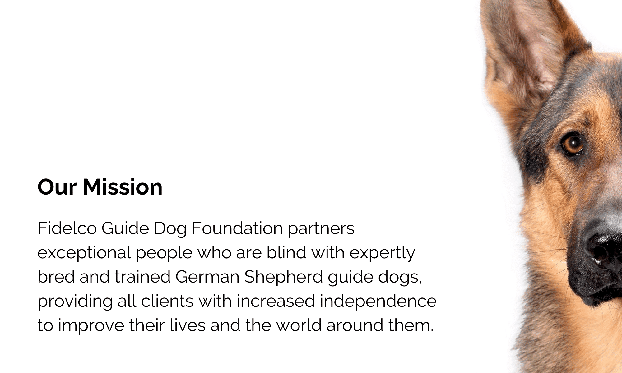 Up close of half of a guide dogs face with Fidelco's mission next to it