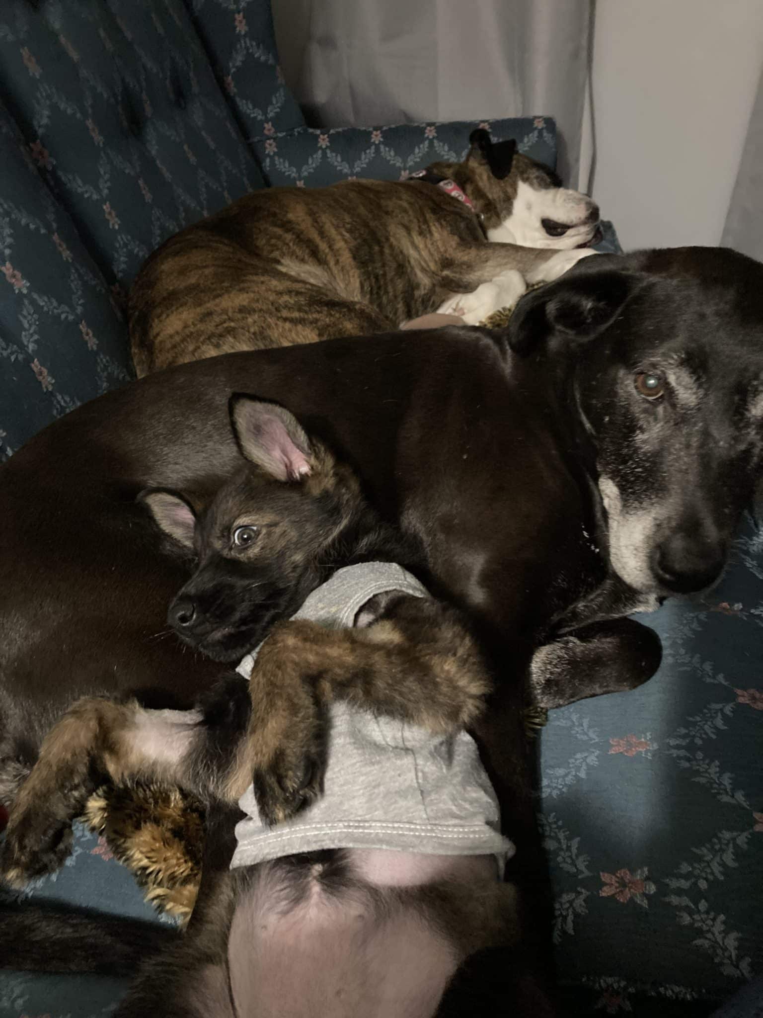 Alice in a t-shirt relaxing with her other dog friends while she recovers