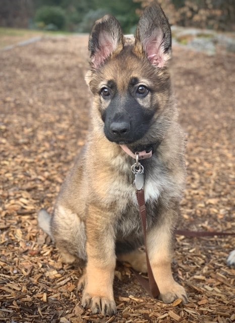 light sable fidelco pup nara looking to the left sitting with a leash on