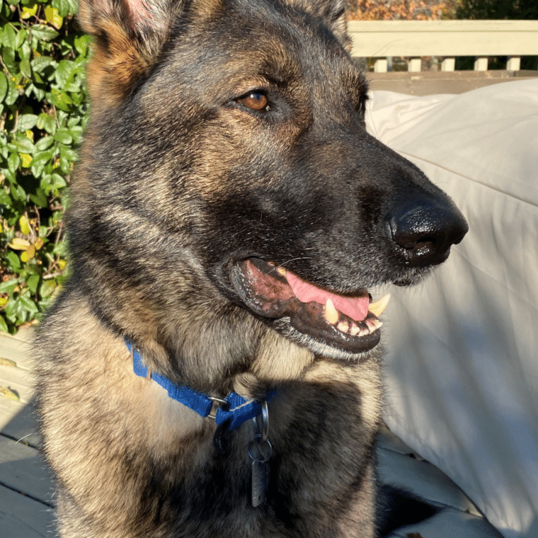 henry sable gsd with mouth open sun hitting part of his face sitting on a deck