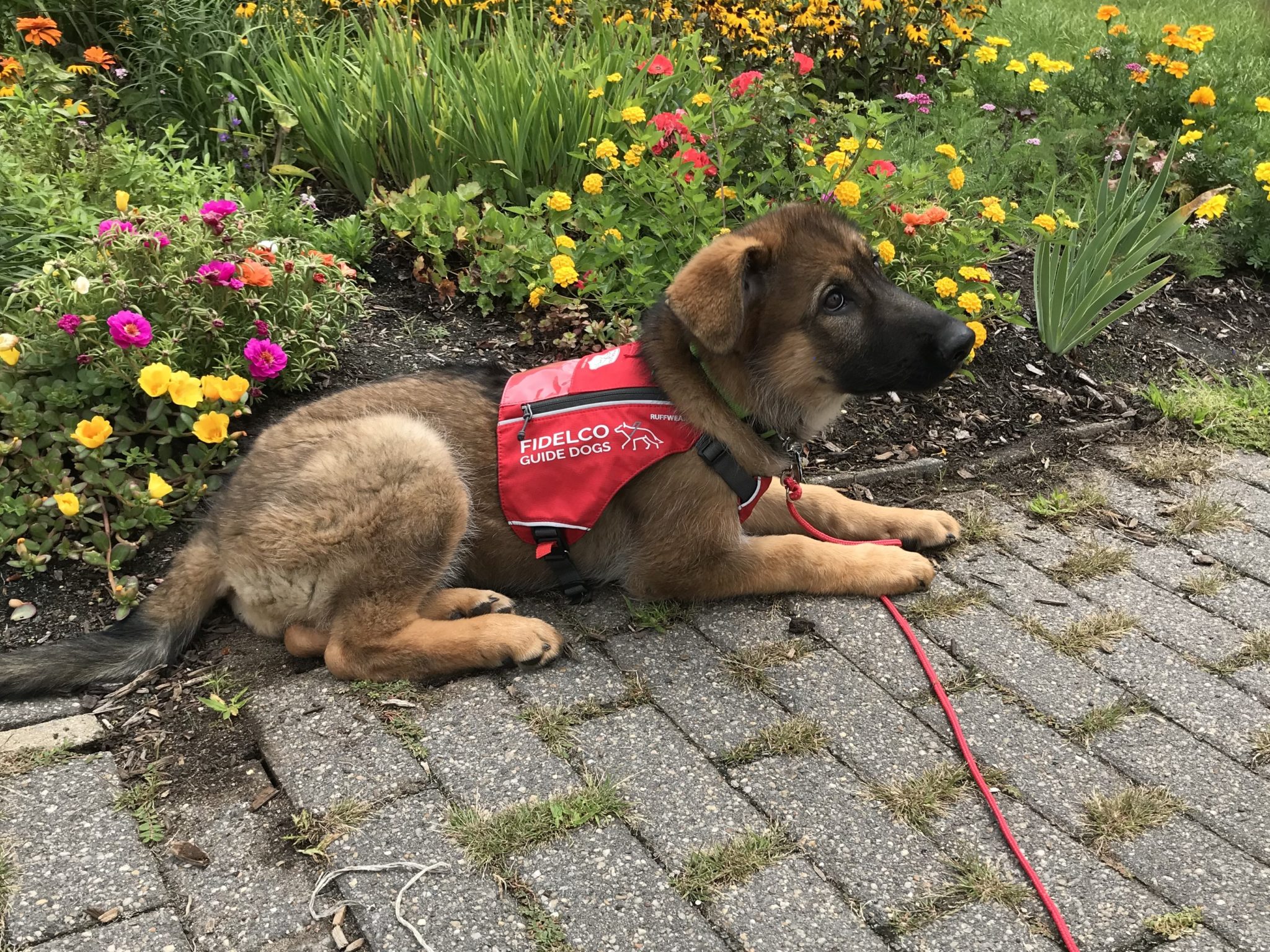 Fidelco guide dog puppy, Heidi with her ears down, lying in a red fidelco vest in front of spring flowers