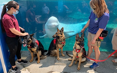 Two female trainers holding the leashes of three guide dogs at an aquarium. A large fish is looking at them.