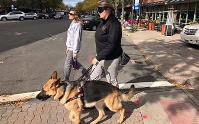 A Fidelco trainer wearing a blindfold training a guide dog. They are walking in a crosswalk in a city.