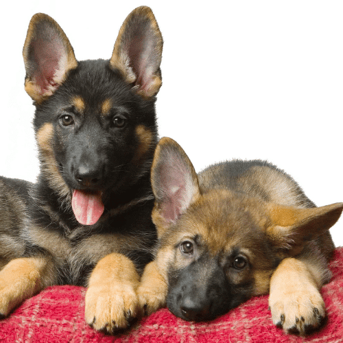Name a Fidelco Pup