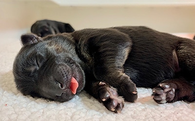 Cute newborn puppy sleeping with his toungue peaking out of his mouth