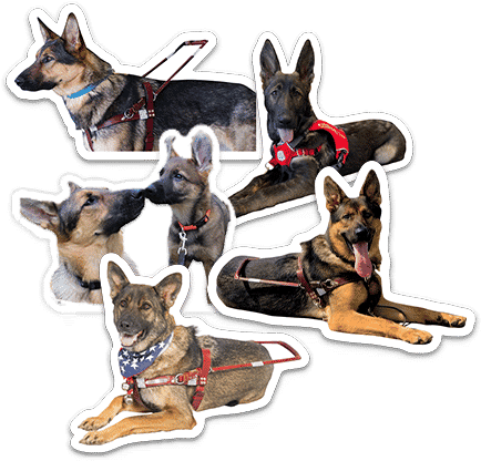 Six really fun guide dog stickers.