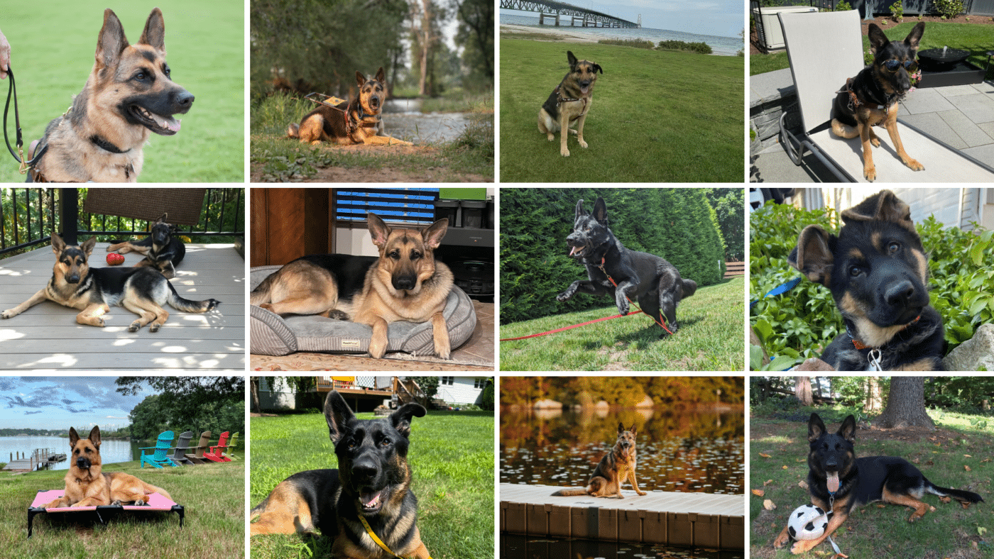 2024 Calendar Photo Contest Fidelco Guide Dog Foundation