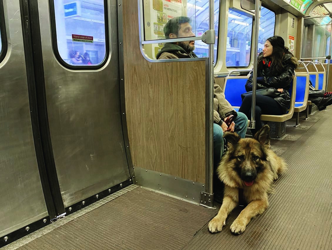 Miguel sitting on city bus with Iron at his feet.