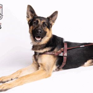 Cover of 2026 calendar with fidelco logo and ft ryder in harness lying down looking at camera