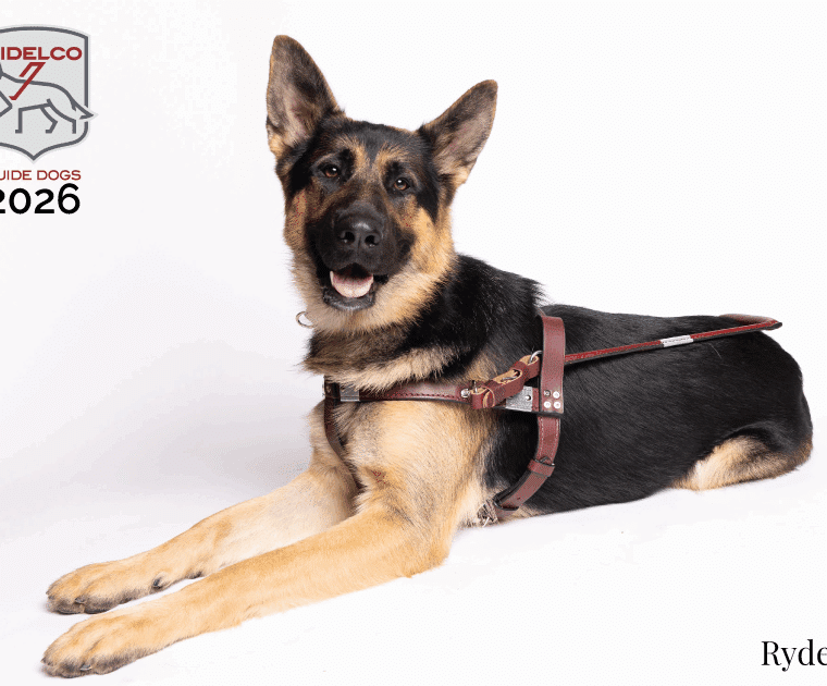 Cover of 2026 calendar with fidelco logo and ft ryder in harness lying down looking at camera