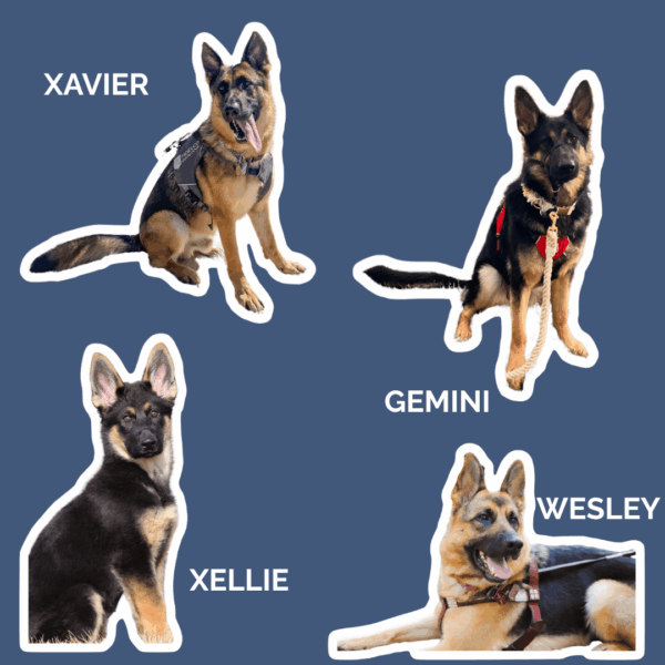 Xavier in harness sitting tongue out, Gemini in harness sitting, Xellie gsd pup sitting looking at the camera, Wesley lying down in harness tongue out