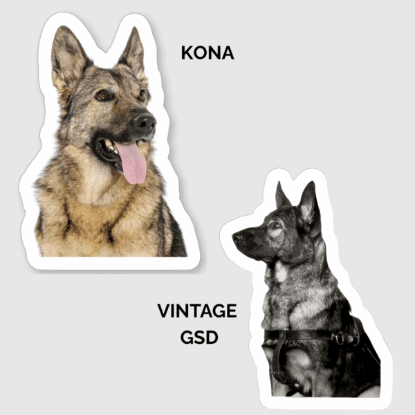Kona looking right with tongue out, Black and white image of a GSD in harness looking to the left