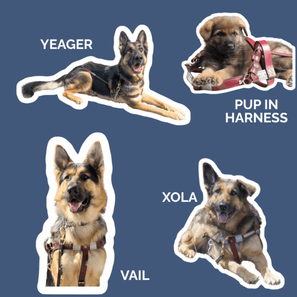 4 sticker choices, yeager lying down in harness, pup in harness lying down, Vail from chest up in harness tongue out, and Xola lying down tongue out in harness with one ear down